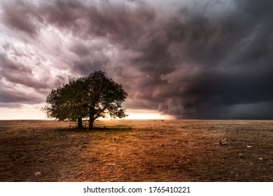 A Pair Of Trees On The Great Plains During A Sever Thunderstorm. The Sun Is Setting Behind The Storm On The Horizon. The Landscape Is Barren And Dry. 