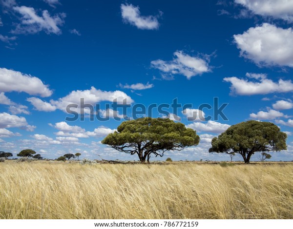 Treeless Plain 