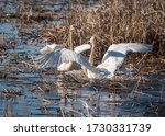 A pair of trumpeter swans fight for mating rights on a bright spring day.