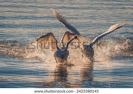 A pair of trumpeter swans fighting on the water in bright morning light