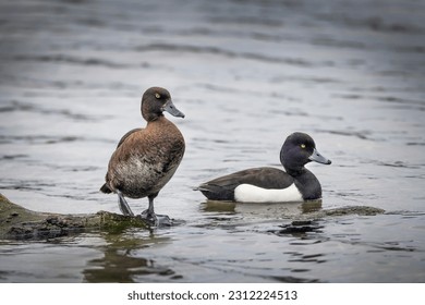 A pair of Tufted ducks in springtime ready to start a family