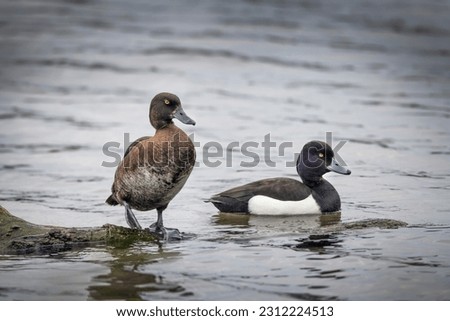 A pair of Tufted ducks in springtime ready to start a family