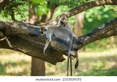 Pair of tufted gray langur monkeys resting on a tree, grooming each other. - Powered by Shutterstock