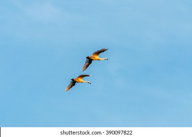 A Pair Of Tundra Swans Fly Off Into The Sunset Over Middle Creek Wildlife Management Area In Southeast Pennsylvania.