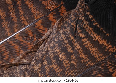 A Pair Of Turkey Feathers As A Background