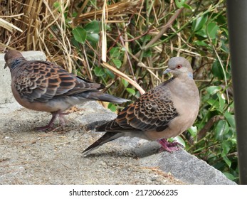 A Pair Of Turtle Doves In The Park