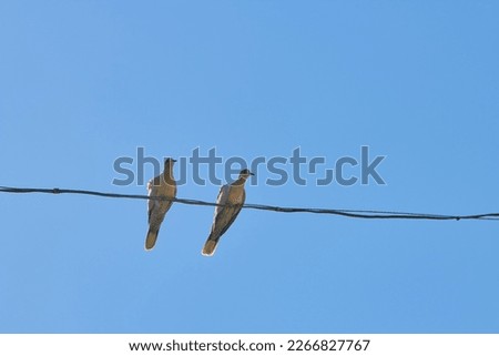 a pair of Turtledove on a wire,love birds, pigeons sitting together on a wire