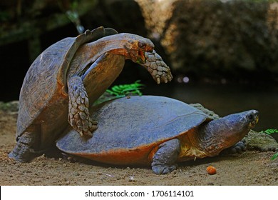 Turtle Mating Images Stock Photos Vectors Shutterstock