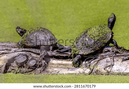 A pair of Turtles on a fallen log                               