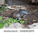 a pair of turtles sunbathing in the morning