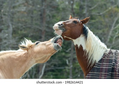 A pair of two brown horses nipping at each other. The tan color horse is nipping at the neck of a dark brown horse with a white mane. The horses have blankets on their backs. The forest is in the back