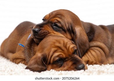 A pair of two laze puppies had gotten tired and the photoshoot and fell asleep on each other