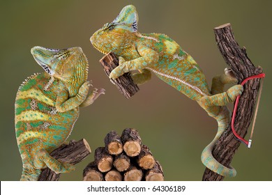 A Pair Of Veiled Chameleons Are Working Together To Cut Some Firewood.