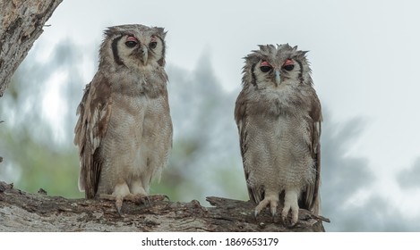 Pair Of Verreauxs Eagle Owls  Drying Out After A Late Afternoon Storm