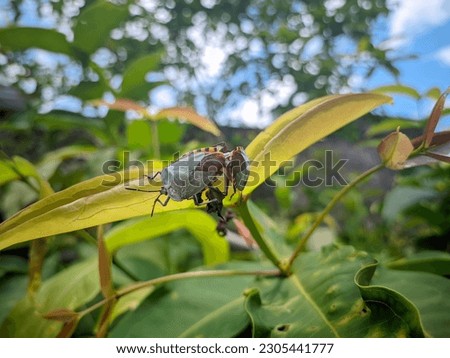 A pair of walang sangit insects or commonly called Pentatomoidea have intercourse and cling to each other on a guava leaf