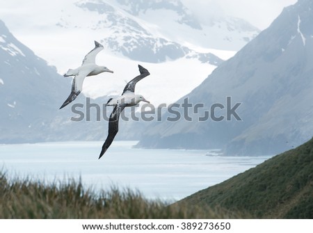 Pair of wandering albatrosses flying above grassy hill,  with snowy mountains and light blue ocean in the background, South Georgia Island, Antarctica