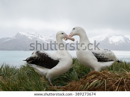 Pair of wandering albatrosses on the nest, socializing, with snowy mountains and light blue ocean in the background, South Georgia Island, Antarctica
