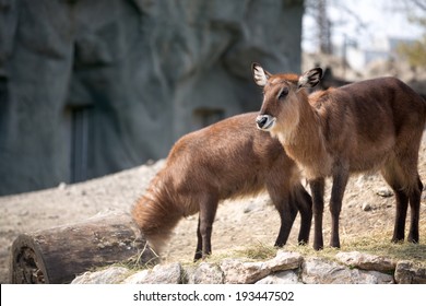 Pair Of Waterbuck (Reduncinae)