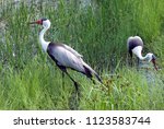 Pair of wattled cranes in tall grass marsh. One close to the camera and walking, one slightly farther bent and foraging for food. Taken at the International Crane Foundation (Wisconsin, USA).