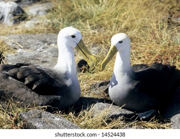 Pair Of Waved Albatross, Galapagos Islands