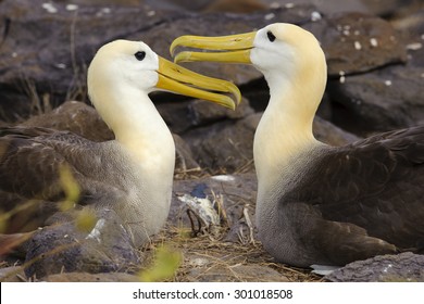 A Pair Of Waved Albatross (Phoebastria Irrorata)