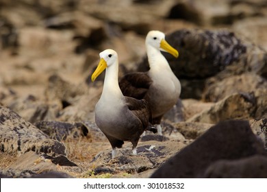 A Pair Of Waved Albatross (Phoebastria Irrorata)