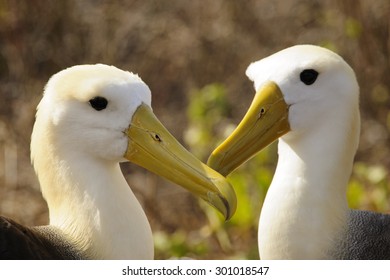 A Pair Of Waved Albatross (Phoebastria Irrorata)