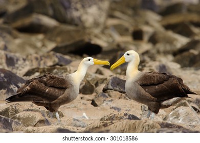 A Pair Of Waved Albatross (Phoebastria Irrorata)