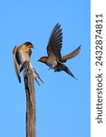 A pair of Welcome Swallows (Hirundo neoxena), with one on a perch and the other in flight.  At Lake Yealering in the Wheatbelt of Western Australia.