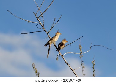 Pair Of White Anu On A Branch