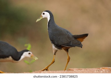 Pair of White breasted waterhen, Amaurornis phoenicurus walking on ground found in south Asian subcontinent India.