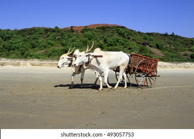 pair of white buffalo drawn to a cart going on the sandy shore