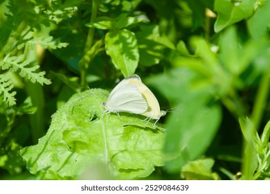 A pair of white butterflies resting on a green leaf amidst lush vegetation, highlighting their delicate wings in a natural outdoor setting. - Powered by Shutterstock