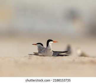 Pair Of White Cheeked Tern In Mating Ritual, Bahrain