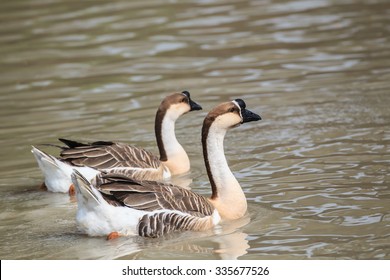 1,571 Chinese geese Images, Stock Photos & Vectors | Shutterstock