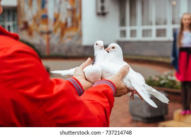 
Pair of white doves