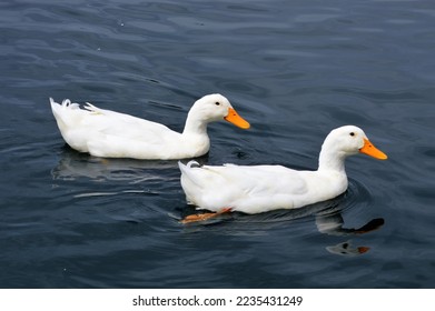 pair white ducks swimming blue water - Powered by Shutterstock