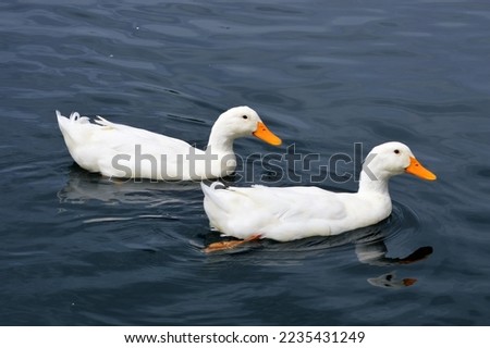 pair white ducks swimming blue water