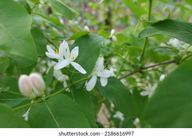 Pair Of White Flowers Of Bush Honeysuckle In April