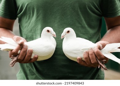 A Pair Of White Homing Messenger Pigeon In Strong Male Hands, A Symbol Of Peace And Love