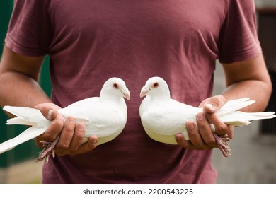 A Pair Of White Homing Messenger Pigeon In Strong Male Hands, A Symbol Of Peace And Love