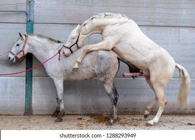pair of white mating horses