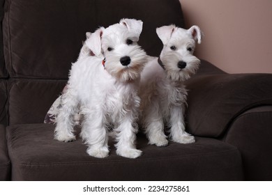 A pair of white miniature schnauzer puppies