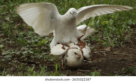 A pair of white pigeons interacting in their natural habitat. One pigeon is perched on the ground while the other flies above it, wings spread.