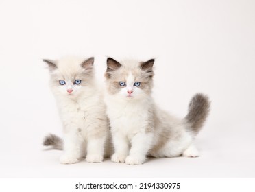 Pair Of White Ragdoll Kittens