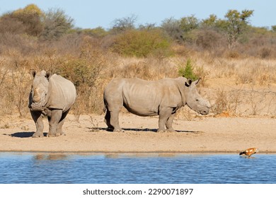 A pair of white rhinoceros (Ceratotherium simum) at a waterhole, South Africa
 - Powered by Shutterstock