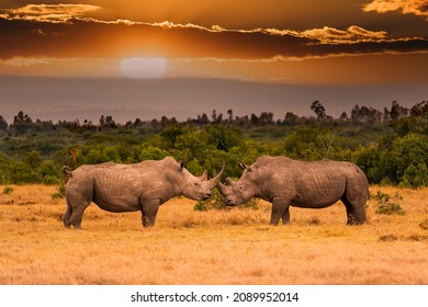 Pair of white rhinoceros or square-lipped rhinoceros, Ceratotherium simum standing face to face during the sunset territory fight, Ol Pejeta Conservancy, Kenya, East Africa