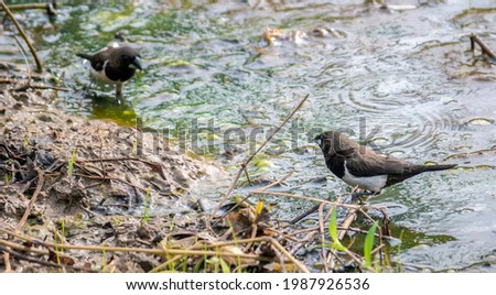 Pair of White rumped munia birds taking a bath in a puddle of dirty water in a paddy field in the morning.