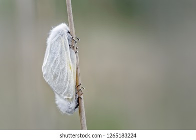 A Pair Of White Satin Moths On Dwarf Willow At Ainsdale Local Nature Reserve, Sefton Coast. These Uncommon Moths Emerge Here In Good Numbers Each Year And All Life Stages Are Often Evident When Visit