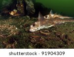 A pair of white spotted ratfish looking for food